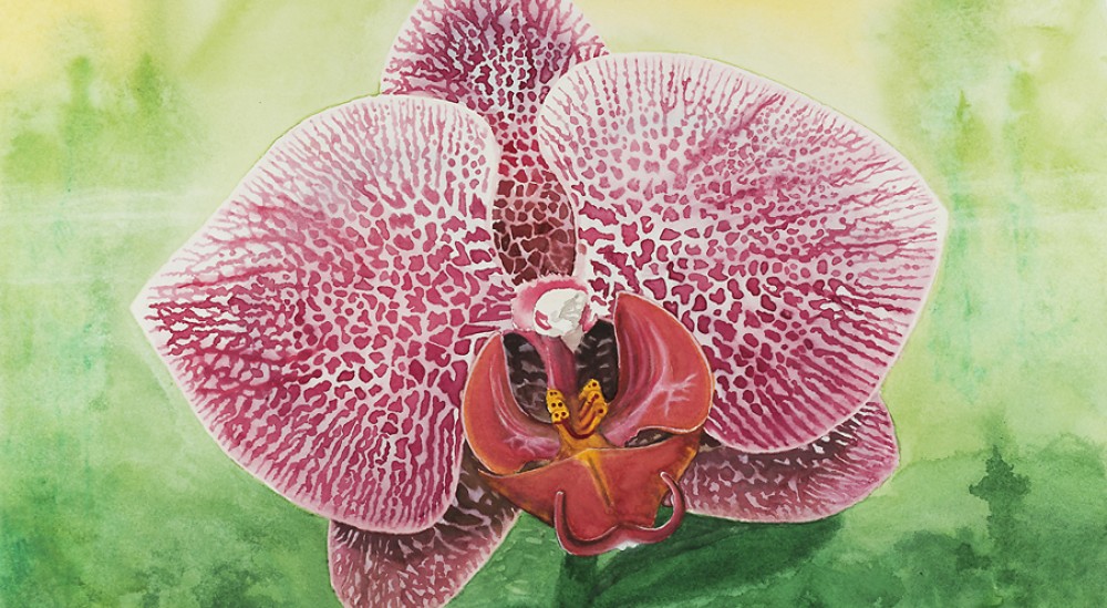 Orchid, 18 X 12