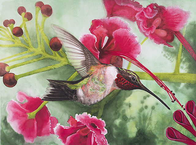 Hummingbird