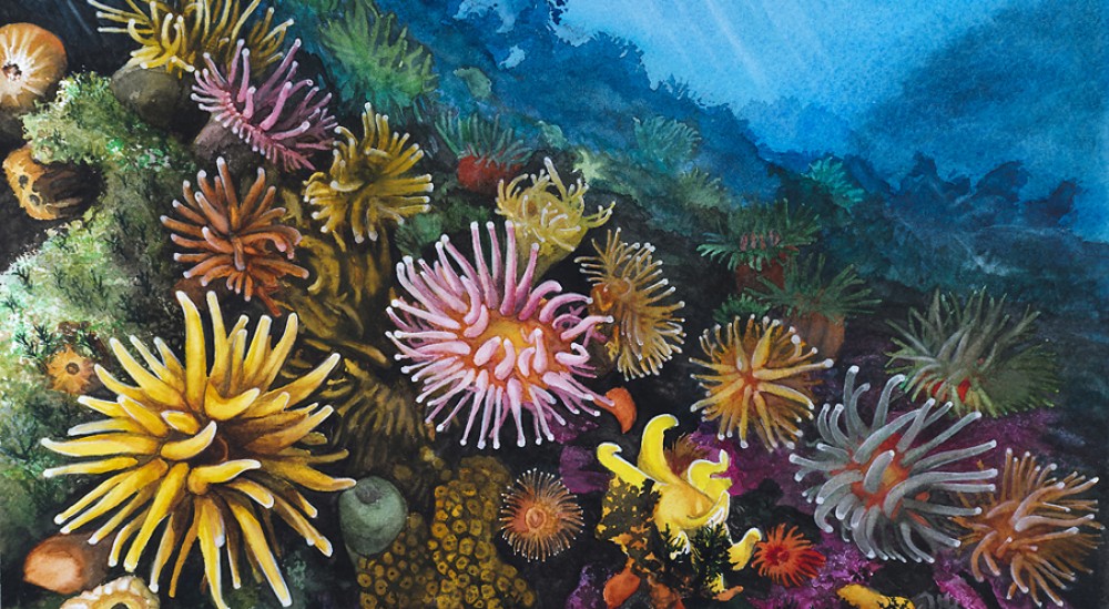Anenomes, 18 X 12