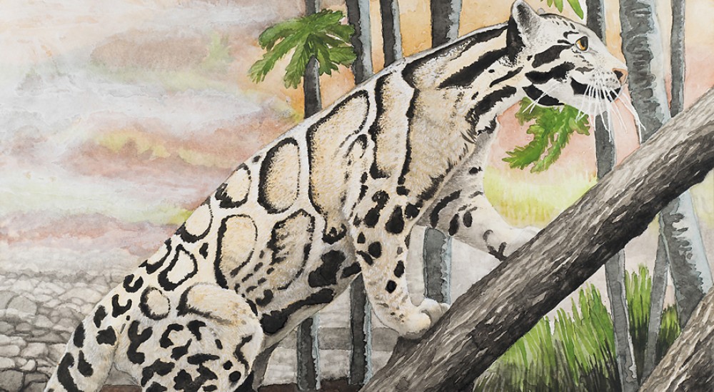 Clouded Leopard, 18 X 12