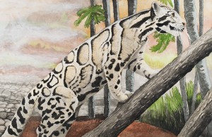 Clouded Leopard