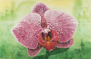 Orchid