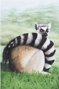 Ring-Tailed-Lemur