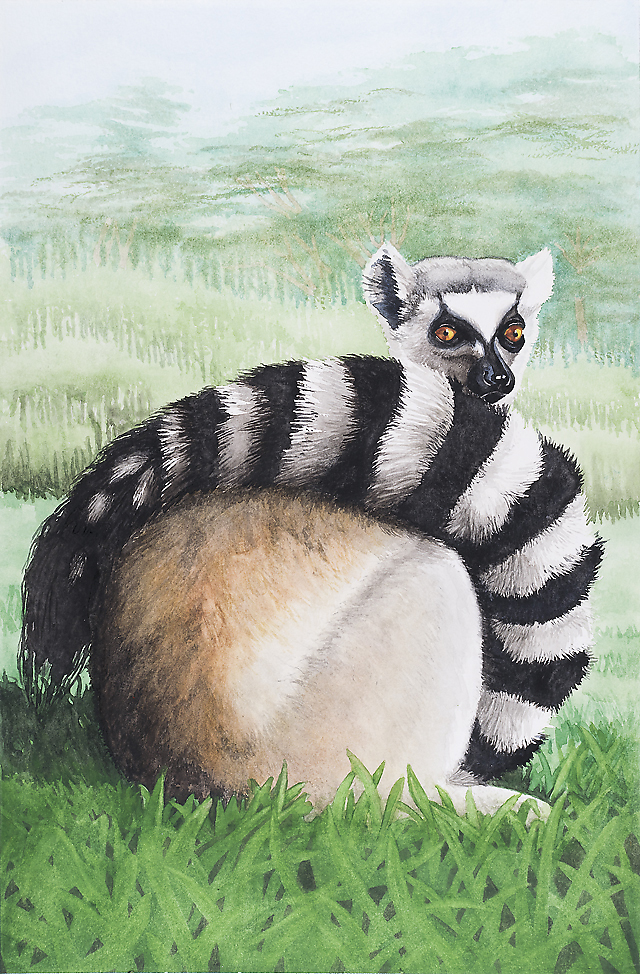 Ring-Tailed Lemur